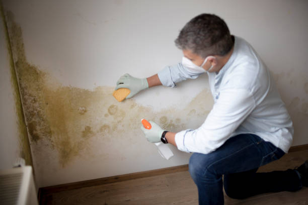 Professional Mold Removal in Newton, AL