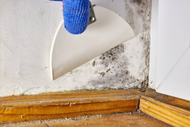 Best Emergency Mold Remediation  in Newton, AL